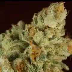 Appalachia Marijuana Strain