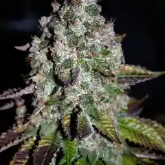 Appalachian Power mairjuana