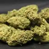 Arabian Gold Marijuana Strain