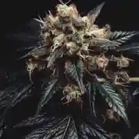 Armageddon Marijuana Strain
