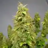 Astroboy mairjuana