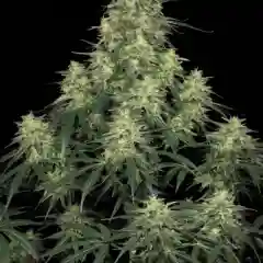 Atomical Haze mairjuana