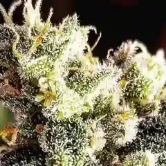Aurora Borealis - Aurora B - A-B - Aurora mairjuana