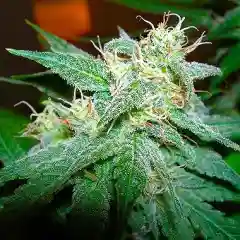 Aurora Indica marijuana