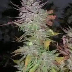Avalon Marijuana Strain