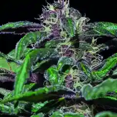 Ayahuasca Purple mairjuana