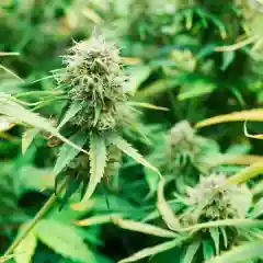 B-52 mairjuana