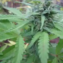 B.B. King mairjuana