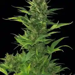 Bakerstreet mairjuana