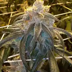 Bay 11 - Granddaddy Bay 11 mairjuana