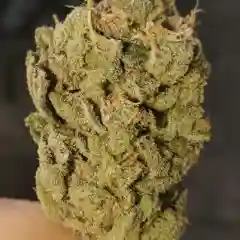 Bay Dream mairjuana