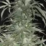 BC Sweet Tooth Marijuana Strain