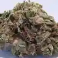 Berkeley Marijuana Strain