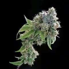 Berry Noir mairjuana