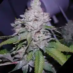Berry White Marijuana Strain