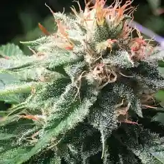 Berry White marijuana