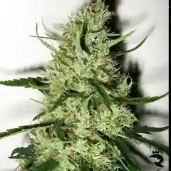 Beyond the Brain mairjuana