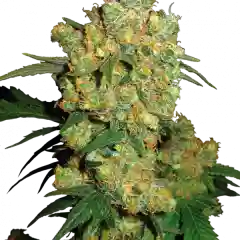 Big Bud Marijuana Strain