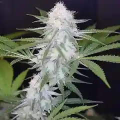 Big White mairjuana