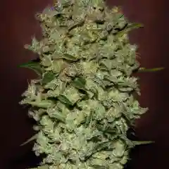 Bio Diesel Marijuana Strain