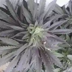 Black '84 - UW Black '84 mairjuana