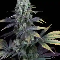 Black Bubba mairjuana