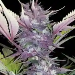 Black Cherry Soda Marijuana Strain