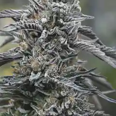Black D.O.G. mairjuana