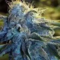 Black Diesel mairjuana