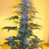 Black Domina Marijuana Strain