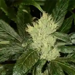 Black Ice mairjuana