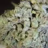 Black Mamba Marijuana Strain