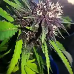 Black Russian mairjuana