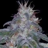 Black Widow Marijuana Strain