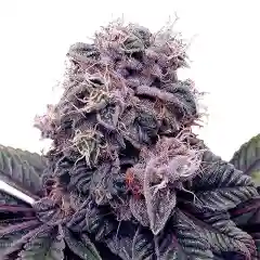 Blackberry Bubble mairjuana