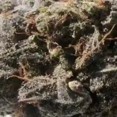 Blackberry Cream - Blackberry Creme mairjuana