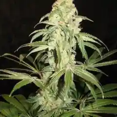 Blackberry Diesel - Blackberry Sour mairjuana