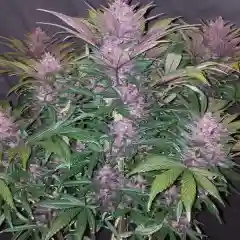 Blackberry mairjuana
