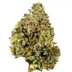 Blackberry x Blueberry mairjuana