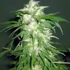 Blackseed marijuana