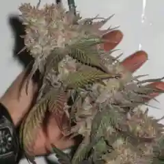Blackseed mairjuana