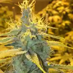 Blood Orange Kush mairjuana