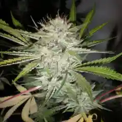 Blood Wreck Marijuana Strain