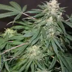 Blue Afghani - Blueberry Afghani mairjuana
