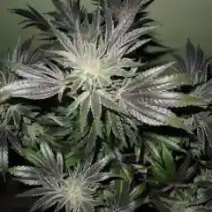 Blue Alien - Blue Alien Kush mairjuana