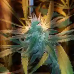 Blue Dream marijuana