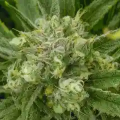Blue Dream Marijuana Strain
