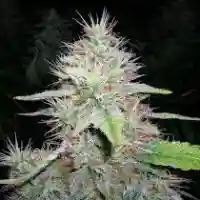 Blue Hawaiian marijuana