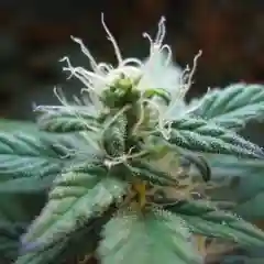 Blue Heaven mairjuana