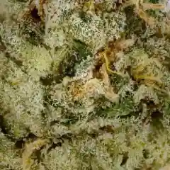 Blue Heaven marijuana